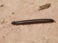 /album/photogallery/giant-millipede-tendaba-jpg/